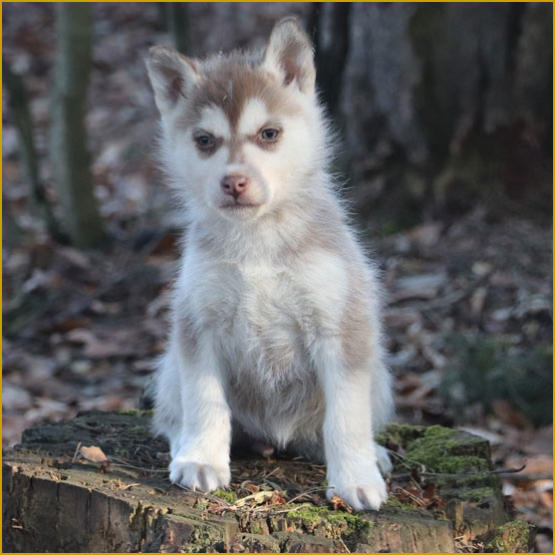 Siberian Husky Nordic Fire