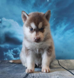 Siberian Husky Nordic Fire