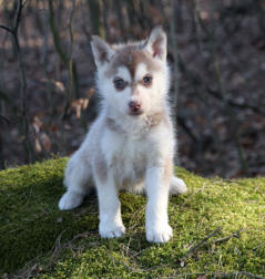 Siberian Husky Nordic Fire