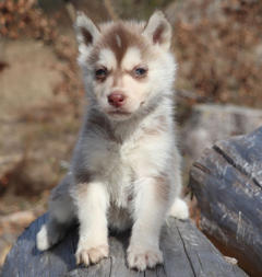 Siberian Husky Nordic Fire