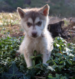 Siberian Husky Nordic Fire