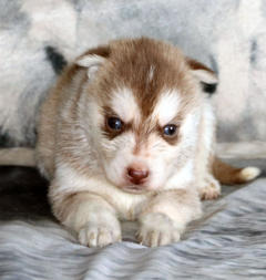 Siberian Husky Nordic Fire