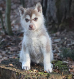 Siberian Husky Nordic Fire