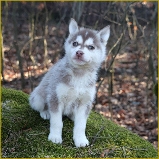 Siberian Husky Nordic Fire