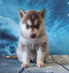 Siberian Husky Nordic Fire