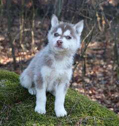 Siberian Husky Nordic Fire