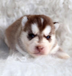 Siberian Husky Nordic Fire