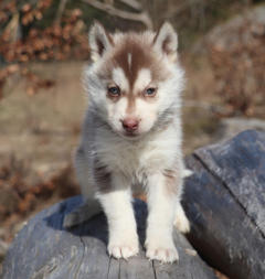 Siberian Husky Nordic Fire