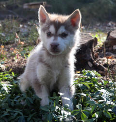 Siberian Husky Nordic Fire