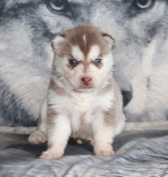 Siberian Husky Nordic Fire