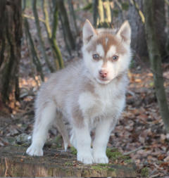 Siberian Husky Nordic Fire