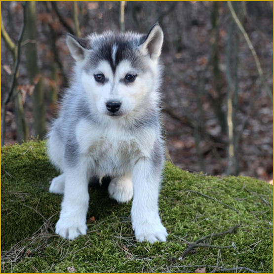 Siberian Husky Nordic Fire