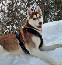 Siberian Husky Nordic Fire