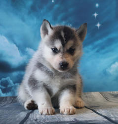 Siberian Husky Nordic Fire