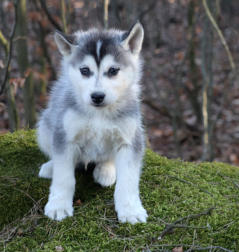 Siberian Husky Nordic Fire