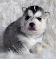 Siberian Husky Nordic Fire