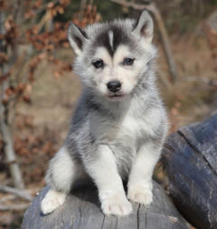 Siberian Husky Nordic Fire