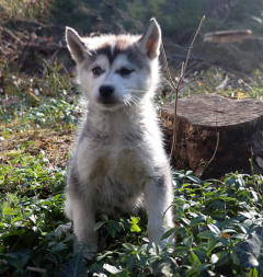 Siberian Husky Nordic Fire