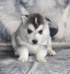 Siberian Husky Nordic Fire