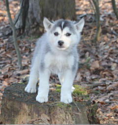 Siberian Husky Nordic Fire