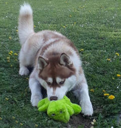 Siberian Husky Nordic Fire