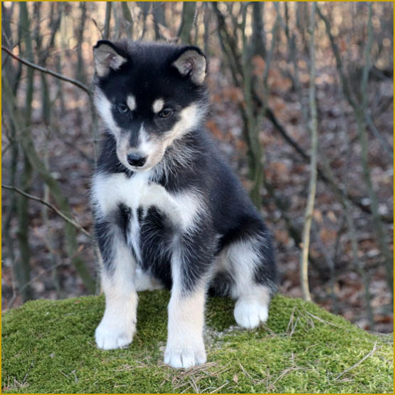 Siberian Husky Nordic Fire