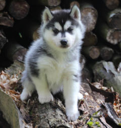 Siberian Husky Nordic Fire