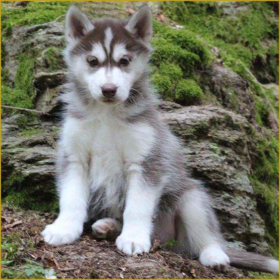 Siberian Husky Nordic Fire