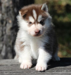 Siberian Husky Nordic Fire