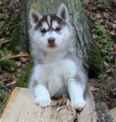 Siberian Husky Nordic Fire