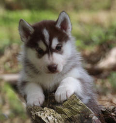 Siberian Husky Nordic Fire