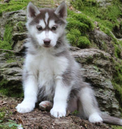 Siberian Husky Nordic Fire