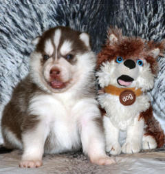 Siberian Husky Nordic Fire