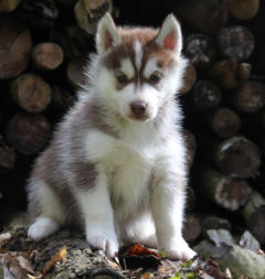 Siberian Husky Nordic Fire