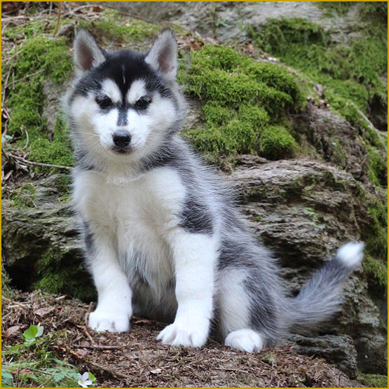 Siberian Husky Nordic Fire