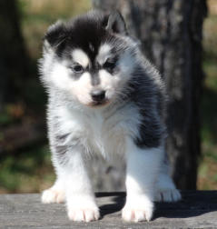 Siberian Husky Nordic Fire