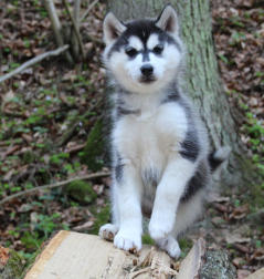 Siberian Husky Nordic Fire