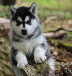 Siberian Husky Nordic Fire