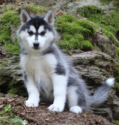 Siberian Husky Nordic Fire