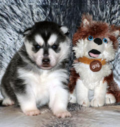 Siberian Husky Nordic Fire