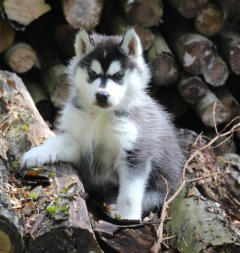 Siberian Husky Nordic Fire