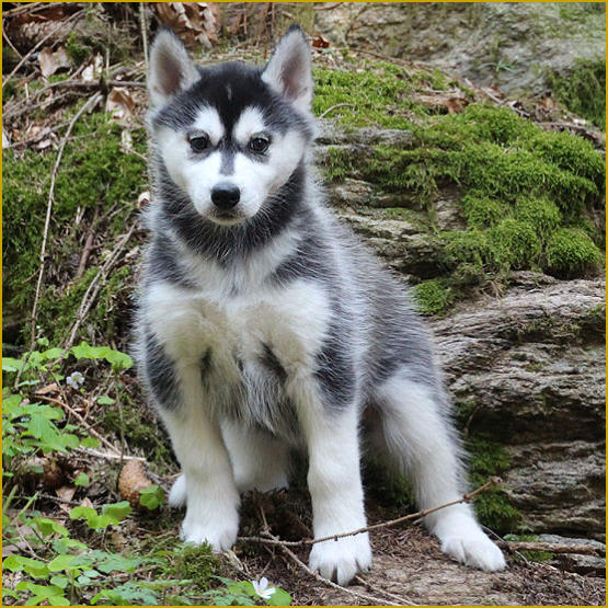 Siberian Husky Nordic Fire