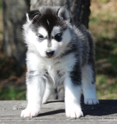 Siberian Husky Nordic Fire