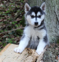 Siberian Husky Nordic Fire