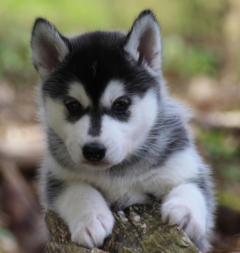 Siberian Husky Nordic Fire