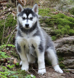 Siberian Husky Nordic Fire