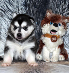 Siberian Husky Nordic Fire