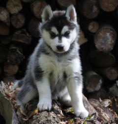 Siberian Husky Nordic Fire