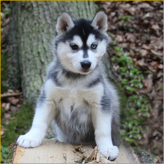 Siberian Husky Nordic Fire