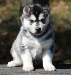 Siberian Husky Nordic Fire